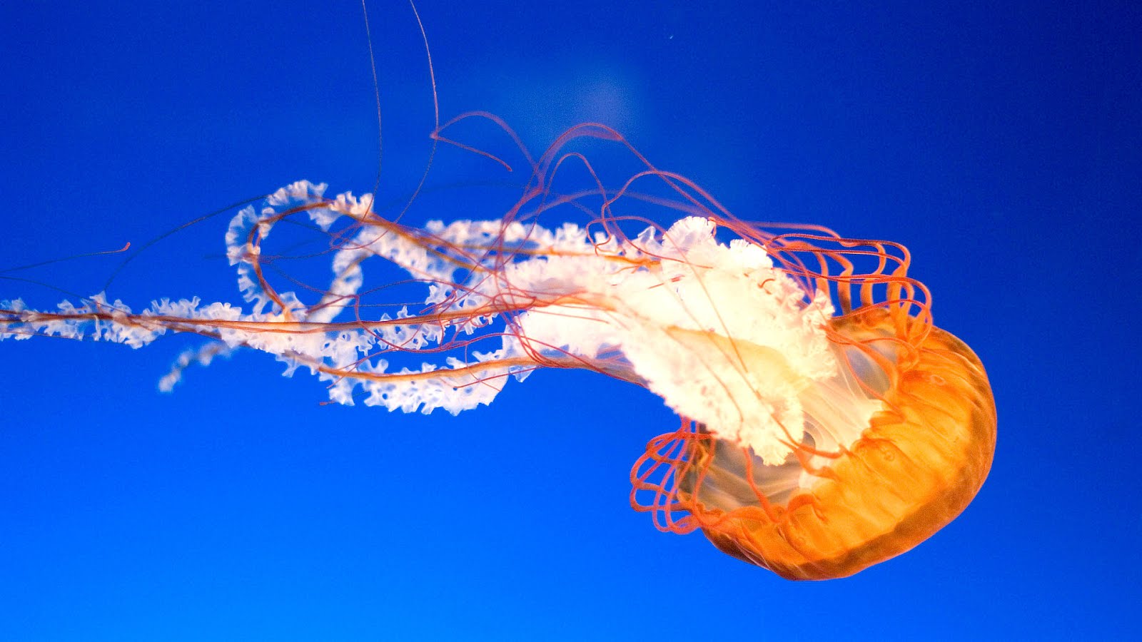 Jellyfish Jelly Fish Brain Fish Choices