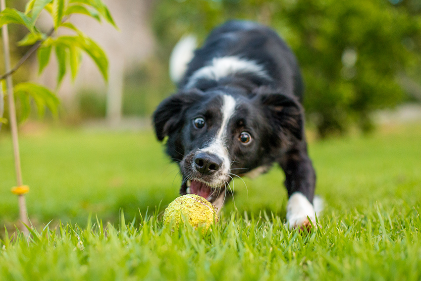 Border collie Nina Border collie Nina