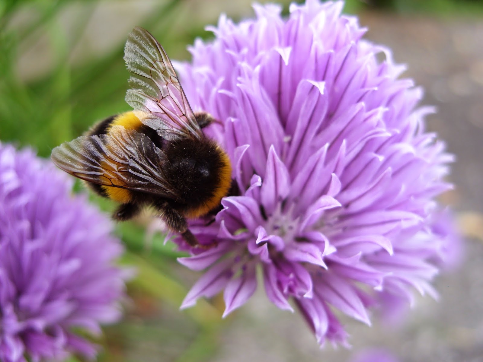 Kelli's Northern Ireland Garden Lots of sunshine, bees and flowers