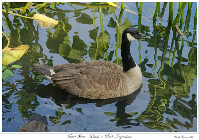 Fresh Pond: Black's Nook Reflections