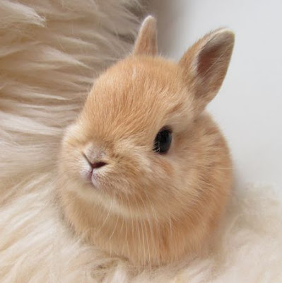 Netherland Dwarf Rabbit breed