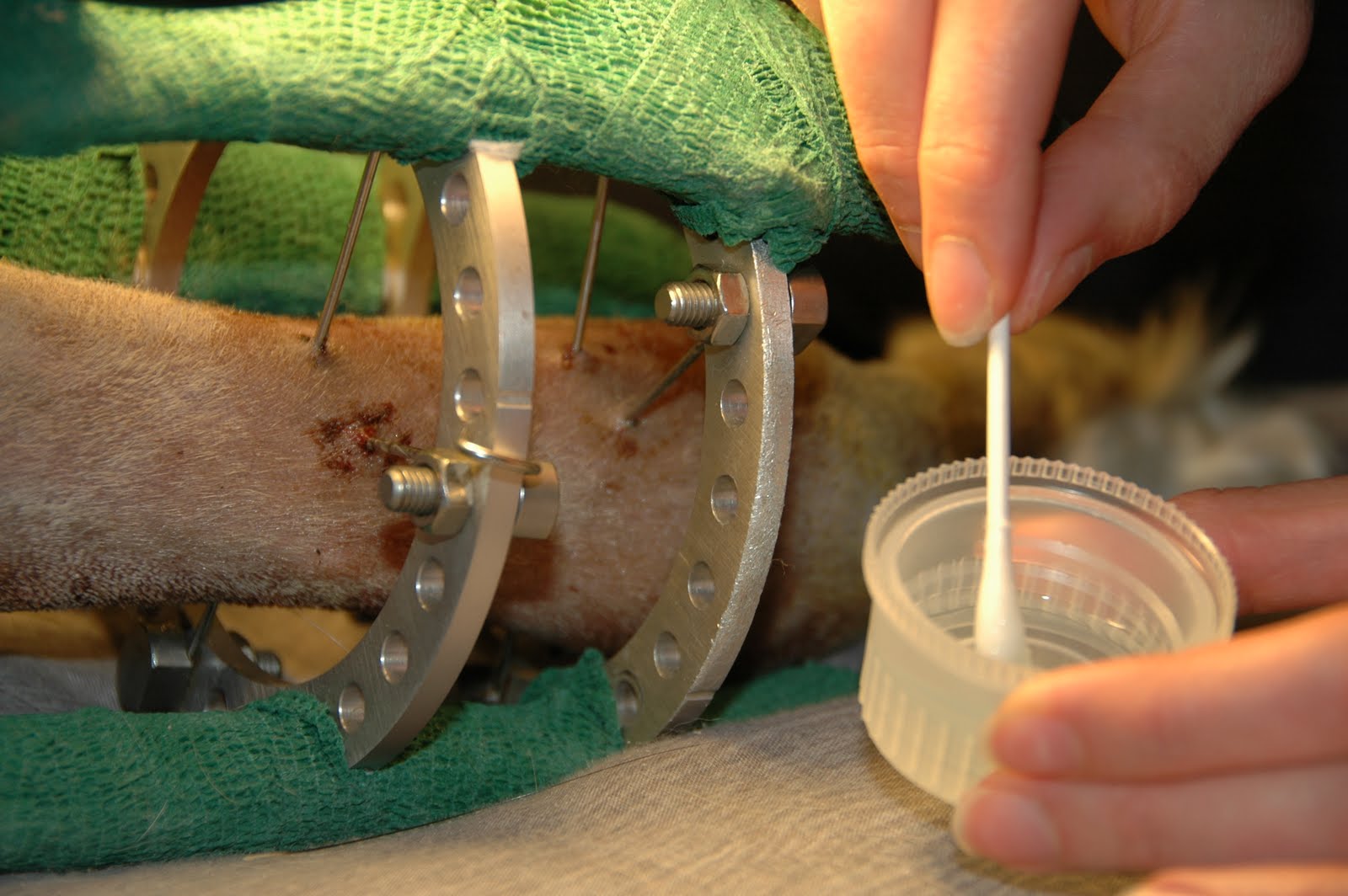 Taj the Saluki, His Broken Leg, and the Road to Recovery Cleaning the