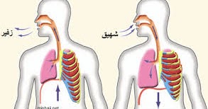 التنفس عند الإنسان