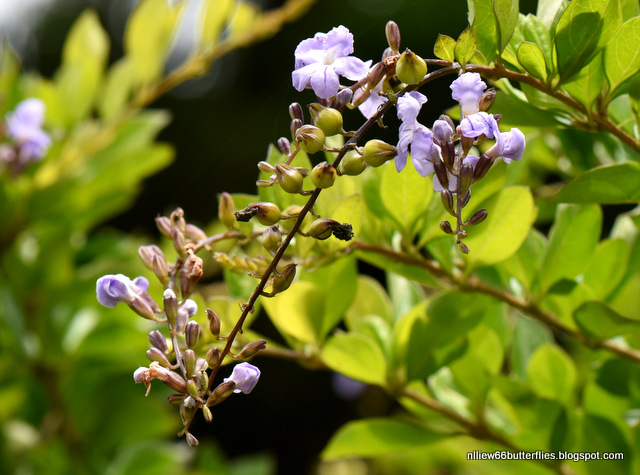 Pigeon Berry (Duranta erecta) All year