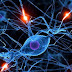 El funcionamiento de las neuronas puede influir en gustos alimentarios