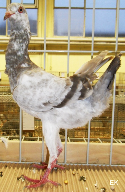Poule Maltais - austraian pigeons
