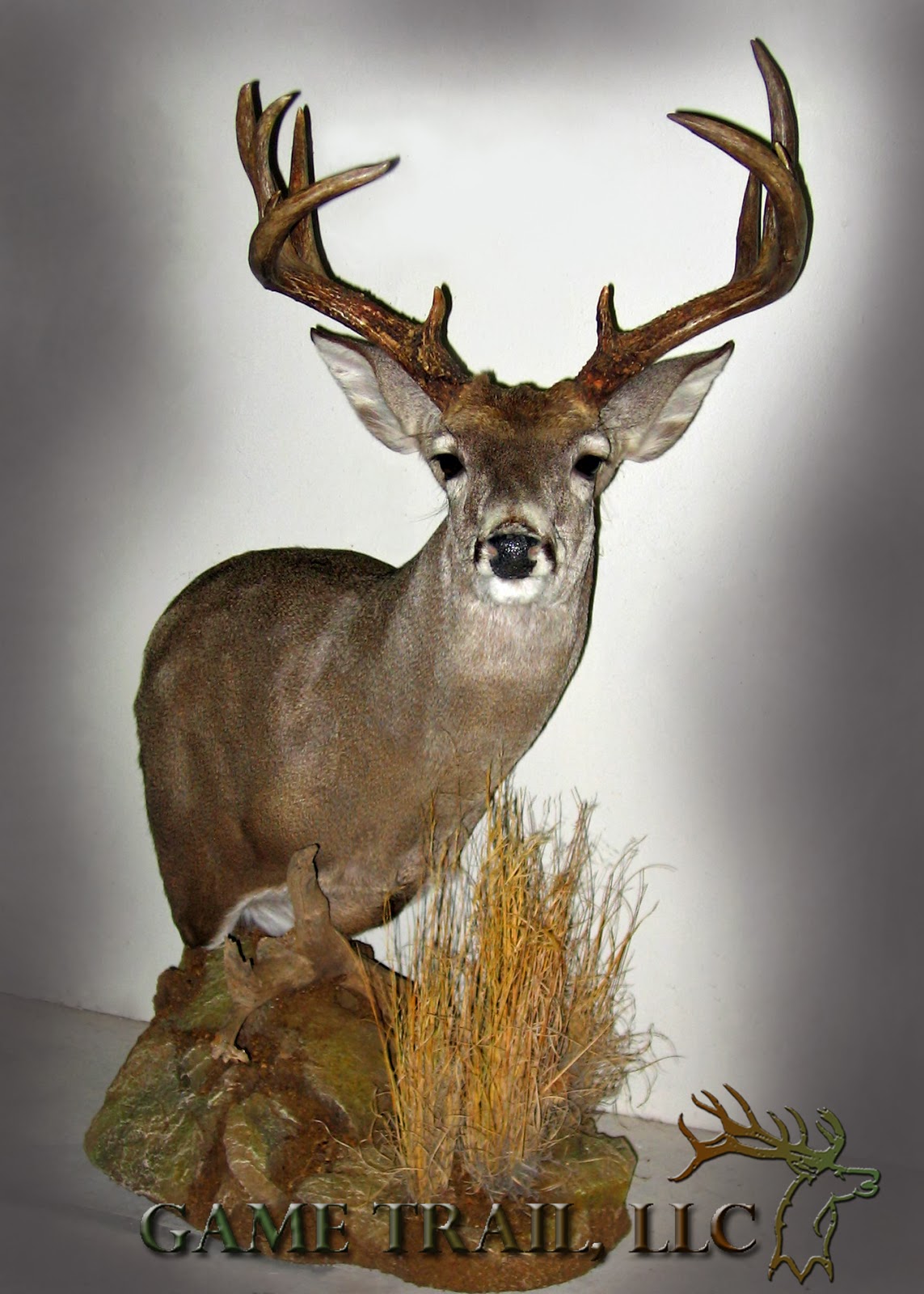 Game Trail Taxidermy
