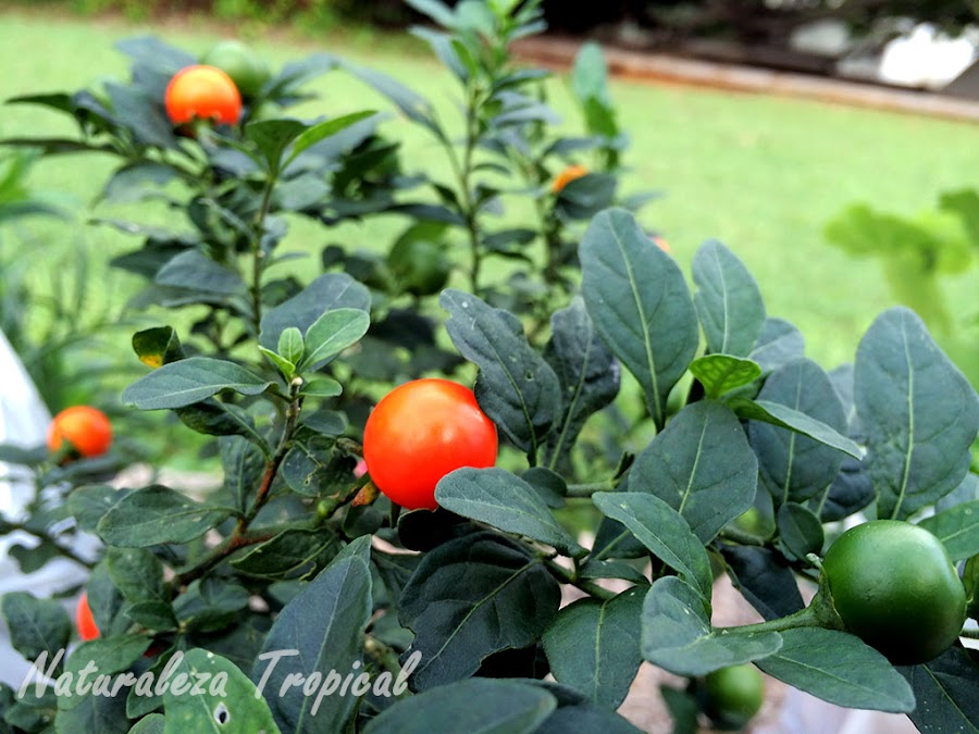Frutos en diferentes estados de maduración de la Cereza de Jerusalén, Solanum pseudocapsicum