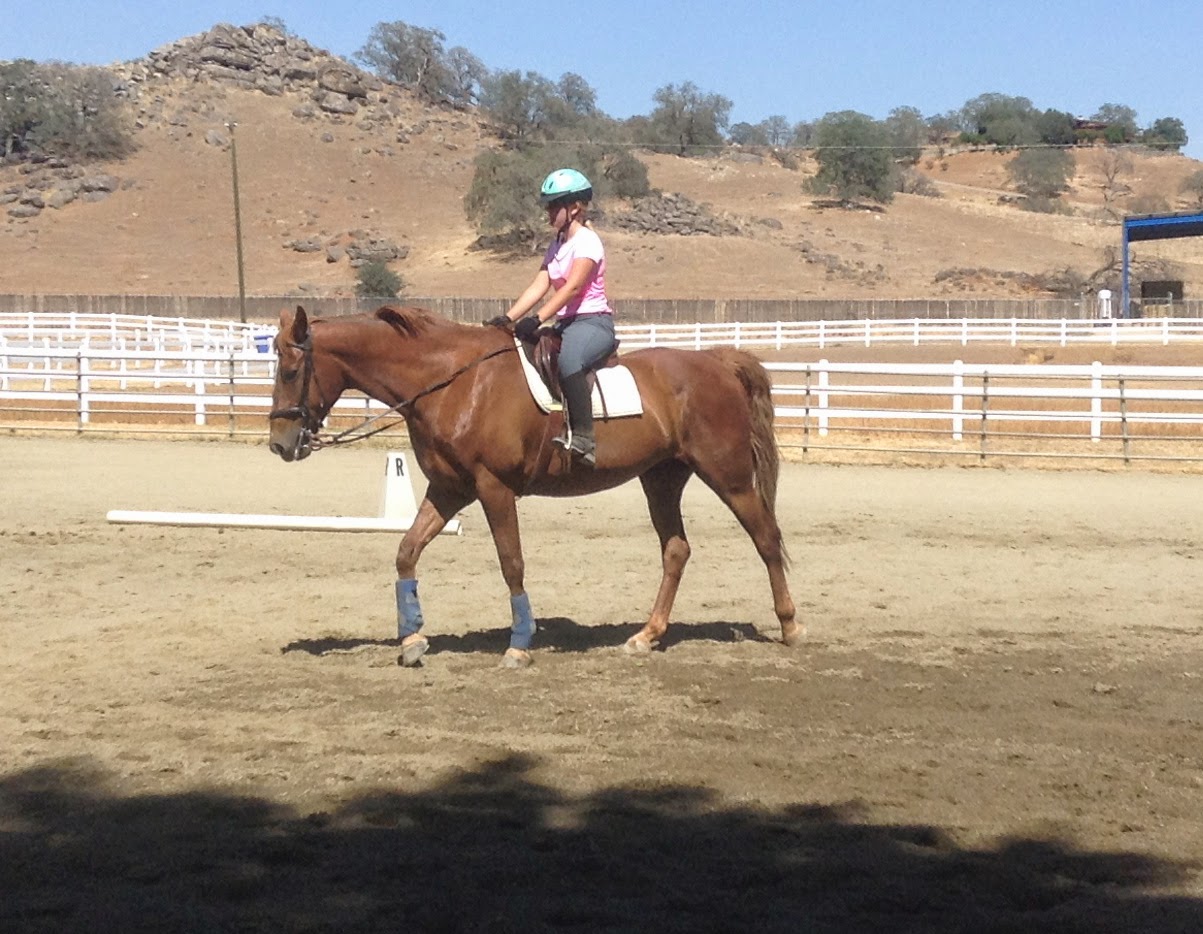 The Aspiring Equestrian Improving at Riding the Canter