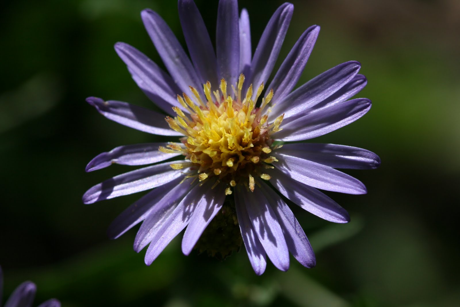 Native Florida Wildflowers Late Purple Aster Symphyotrichum patens