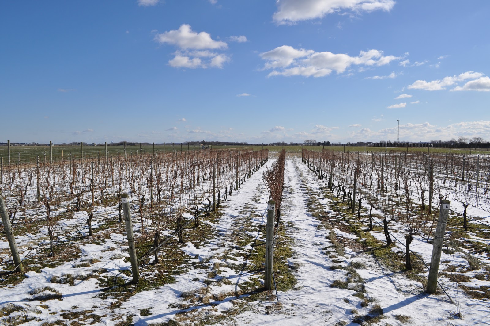 Innovative Under Trellis Management for Vineyards