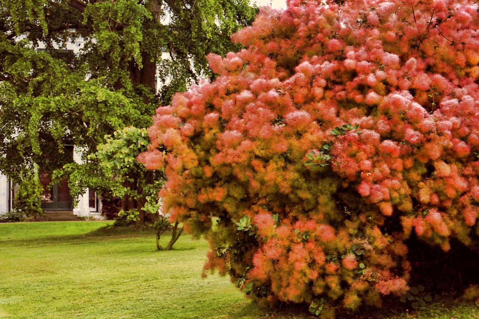 COTSWOLDS CASCADE THE CANDY FLOSS BUSH