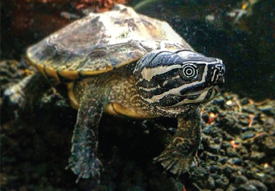 Bentuk fisik Malayan Snail Eater Turtle