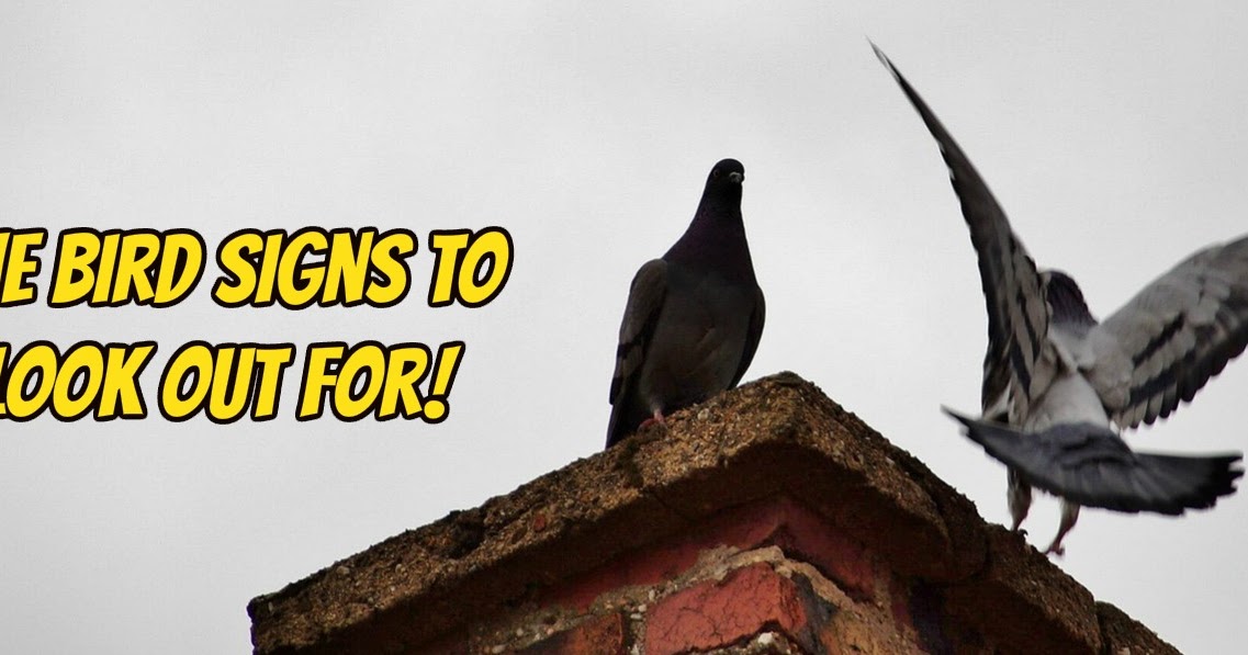 Jim Chiminey Dorset Chimney Sweep Bournemouth Poole How to tell if