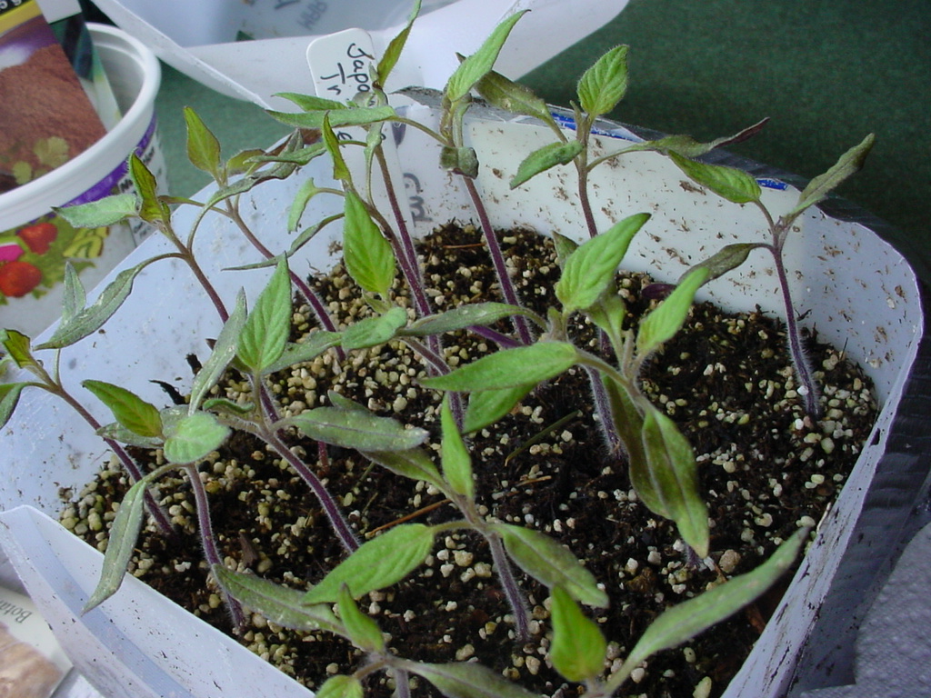 Garden of Discovery Tomatoes In Milk Jugs April Update