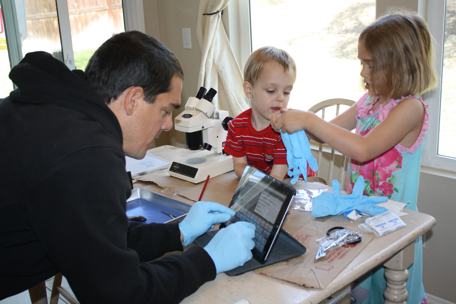 The Aquaponics Project: Fish Dissection: Male or Female?