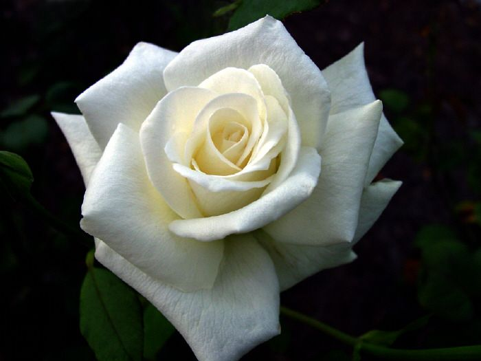Kumpulan Galeri Gambar Bunga Mawar Putih Tercantik  