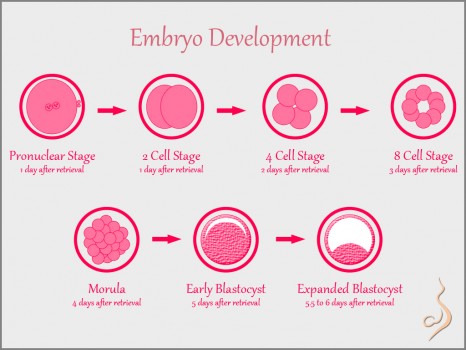 blastocyst transfer embryo pregnant option