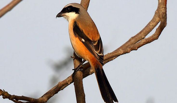 mengatasi burung cendet salto