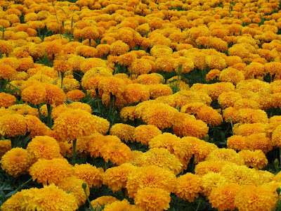plantacion-de-crisantemos-de-petalos-amarillos