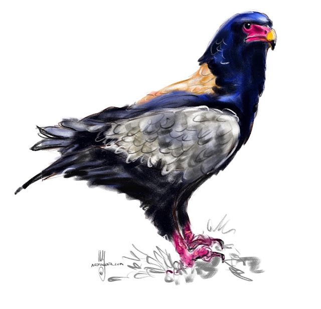 Bateleur Eagle bird painting by Artmagenta
