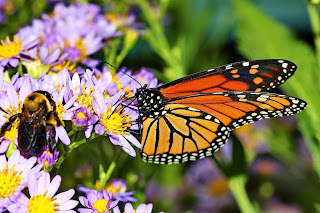 birds, butterflies and bees in the garden, attracting wildlife, garden birds