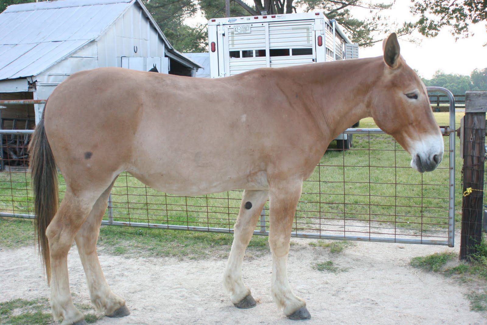 St.Clair Red Mule Farm Mule & Donkey Adventures May 2011