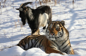 Friendship of tiger and goat tugs at Russia's heartstrings
