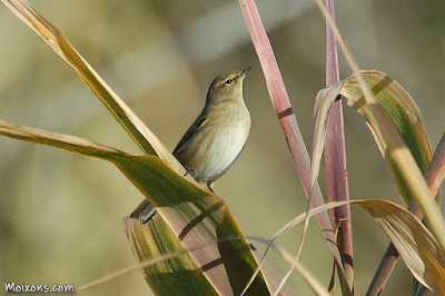 Mosquiter comú (Phylloscopus collybita) al Francolí