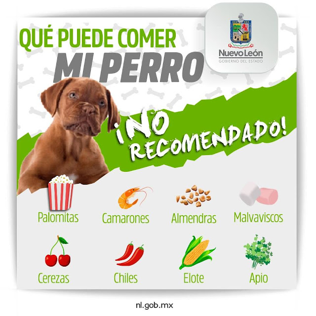 ¿Qué alimentos puede comer mi perro? ¿Qué alimentos puede comer mi perro?