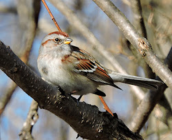 birds winter common winged scoter sparrow american tree species lake
