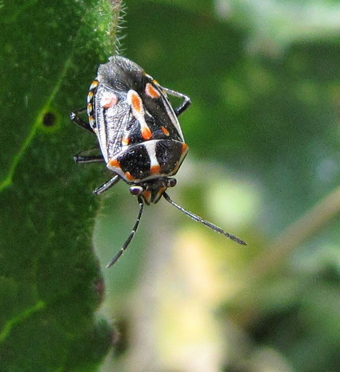 Bug Eric: The Bagrada Bug