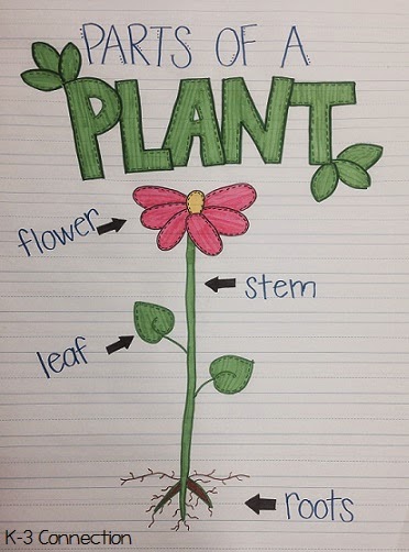 K-3 Connection: Plants, Plants, Plants!