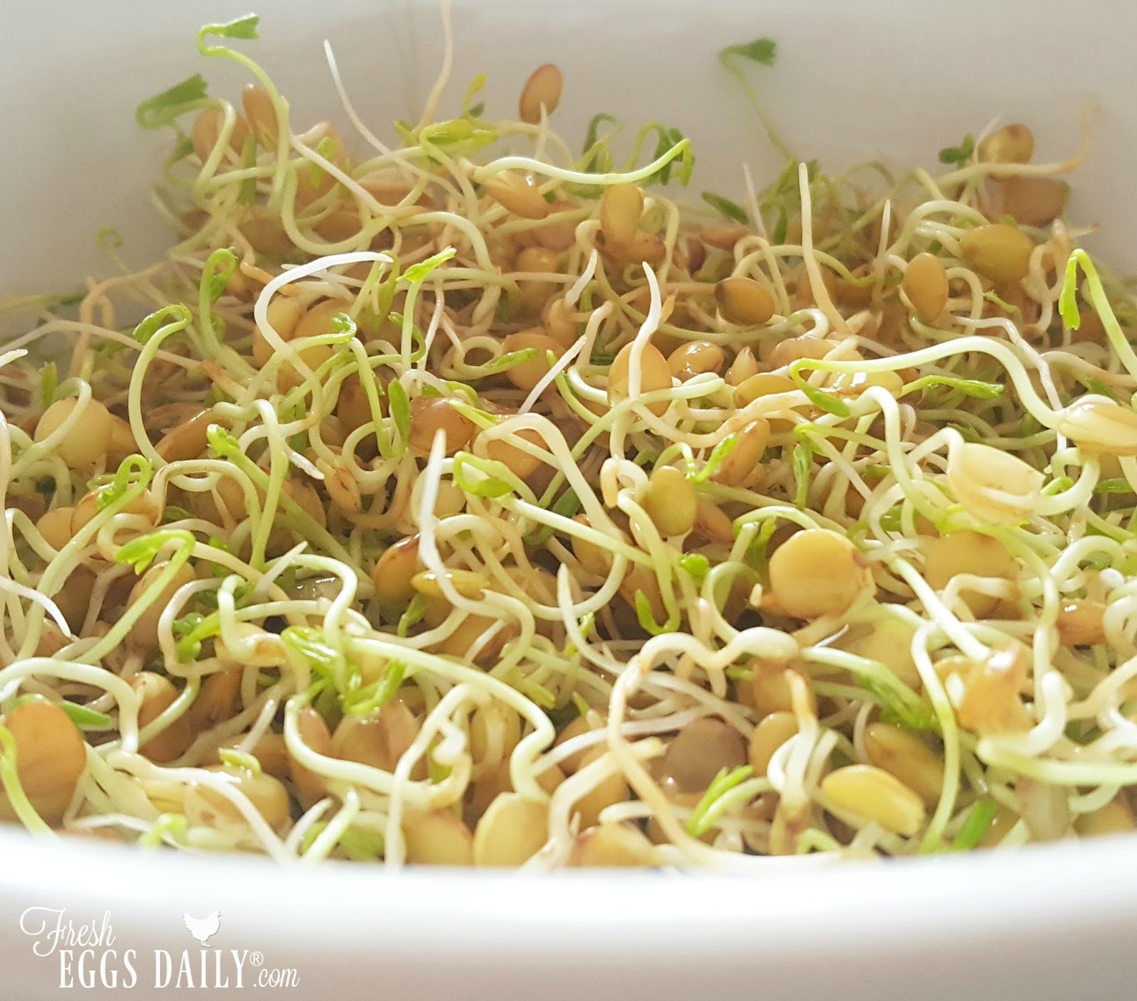 Growing Sprouting Seeds for your Chickens Fresh Eggs Daily®