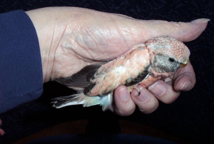 The Splendid Bourke Bird Blog: Parakeet Leg Defect