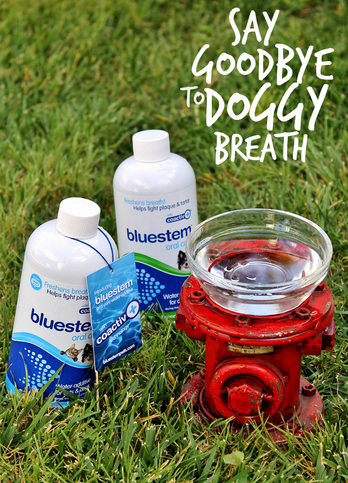 bluestem™ with coactiv+™ water additives and breath sprays can help fight tartar build up and bad breath in your dog. It's a fuss free way to help support healthy oral hygience! #bluestempets #ad