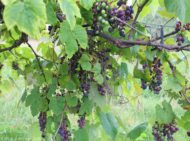 The Fruit and Berry Patch in Knoxville Travel Quest US Road Trip