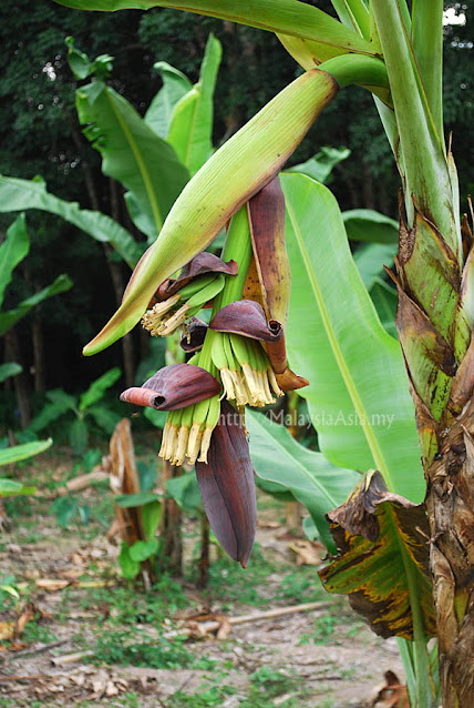Bananier de Malaisie