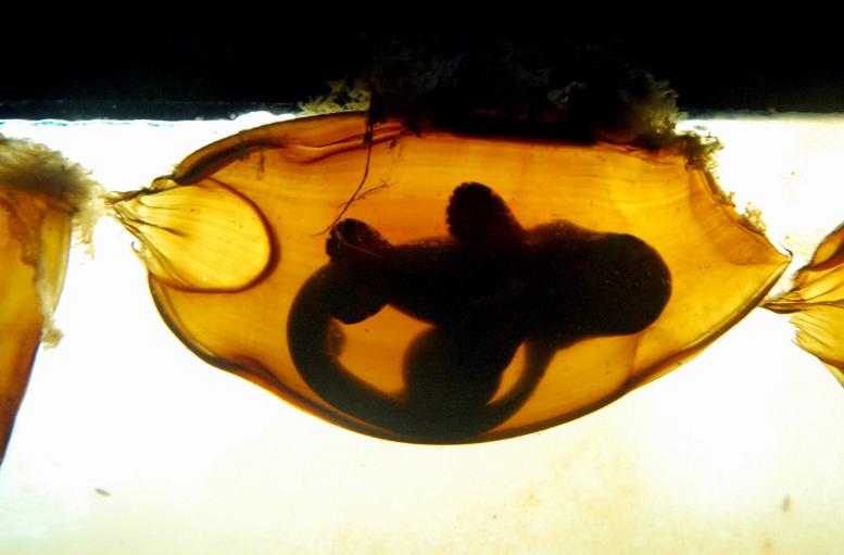 Fishes Fin Whitespotted Bamboo Shark Egg