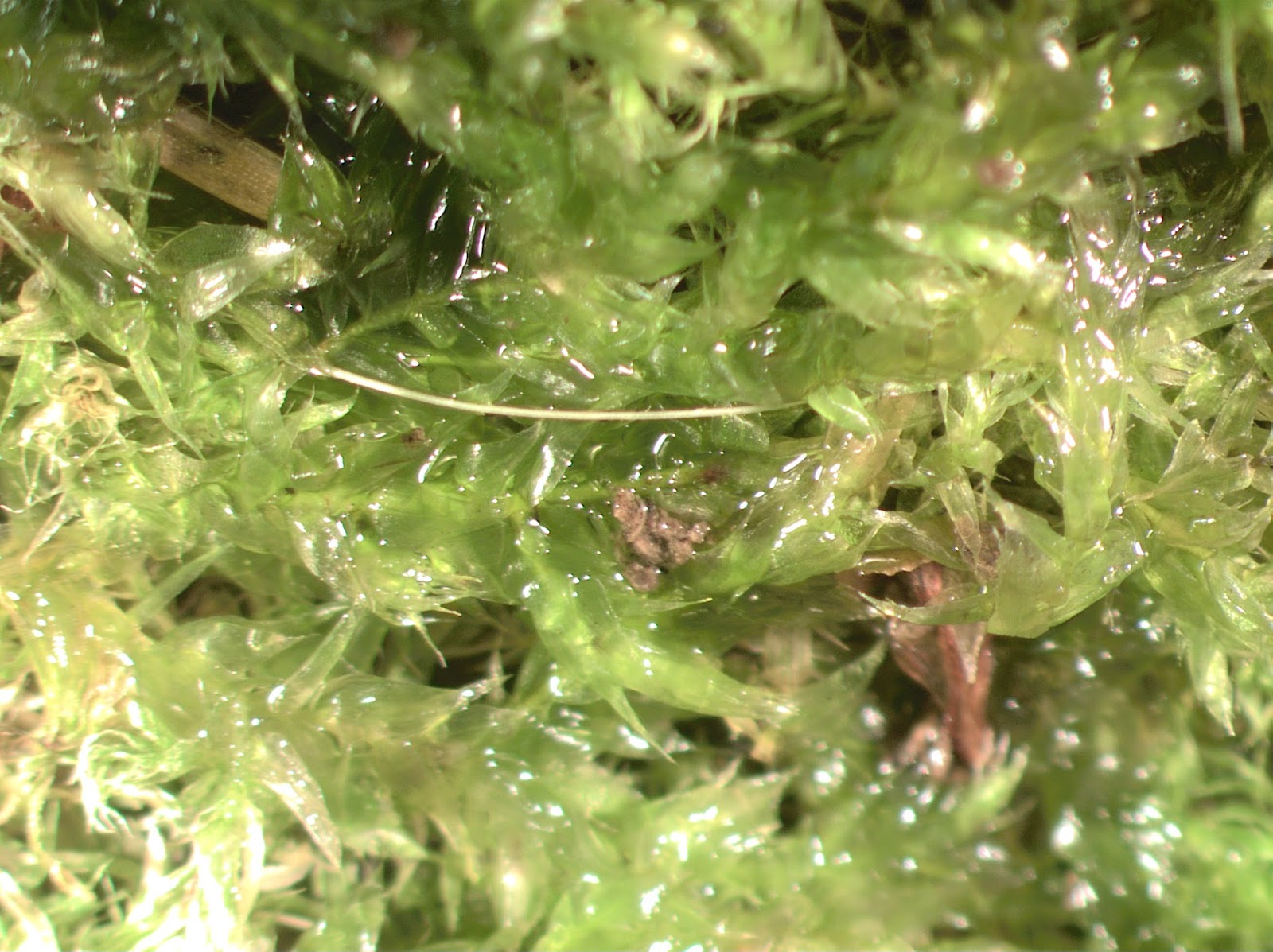 NonVascular Plants 201516 Specimen 2 Pincushion Moss