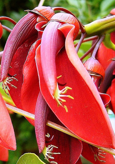 National Flower of Argentina