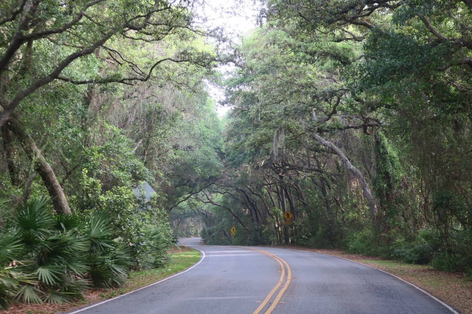 Rocket and Me Canopy Roads