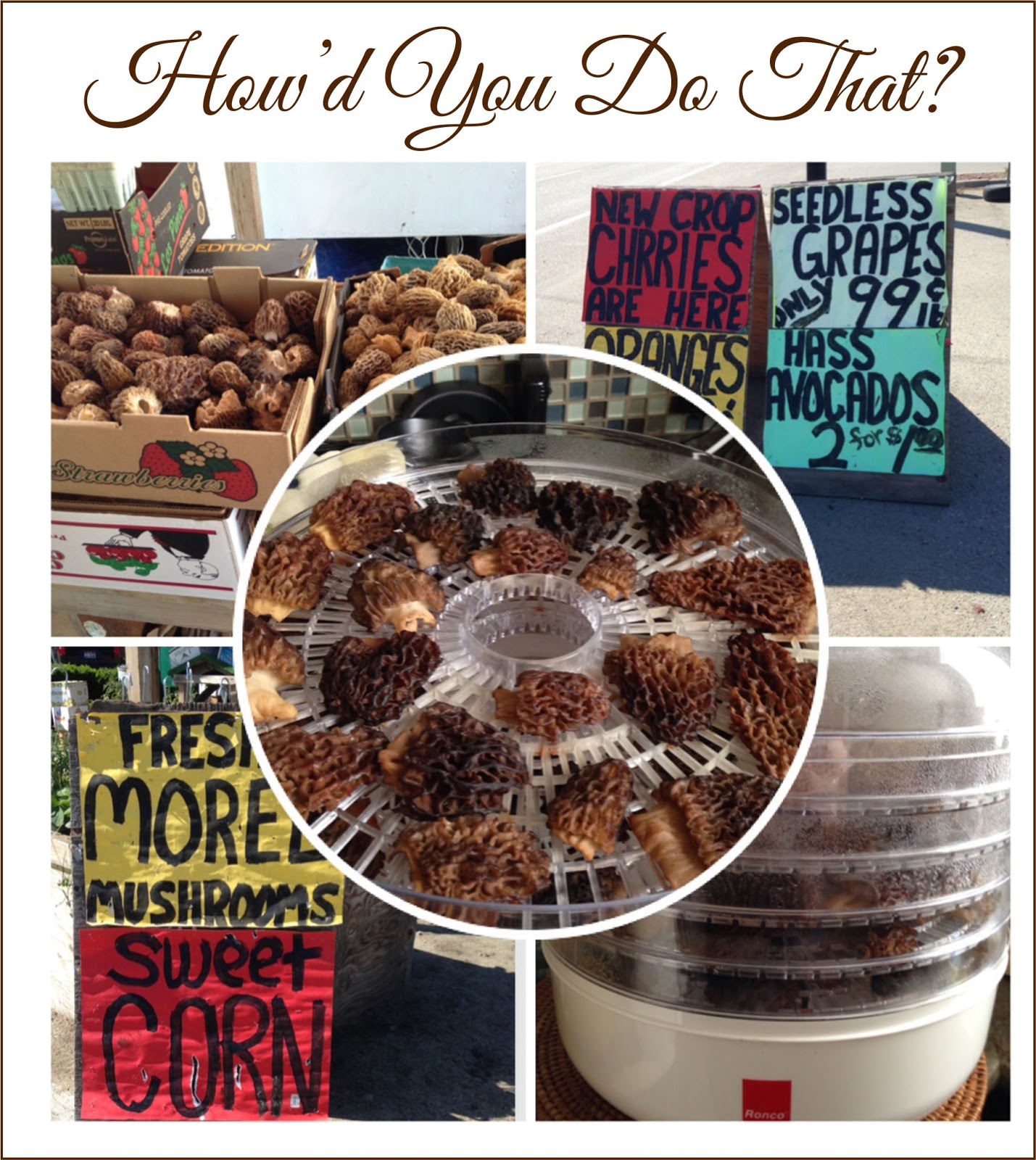 How'd You Do That?: THE MAGNIFICENT MOREL MUSHROOM!