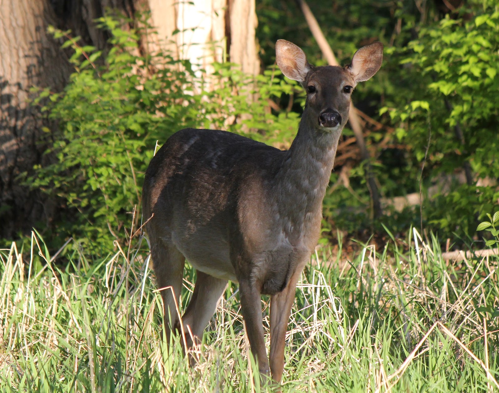 Found on the Trail Tarsal Glands