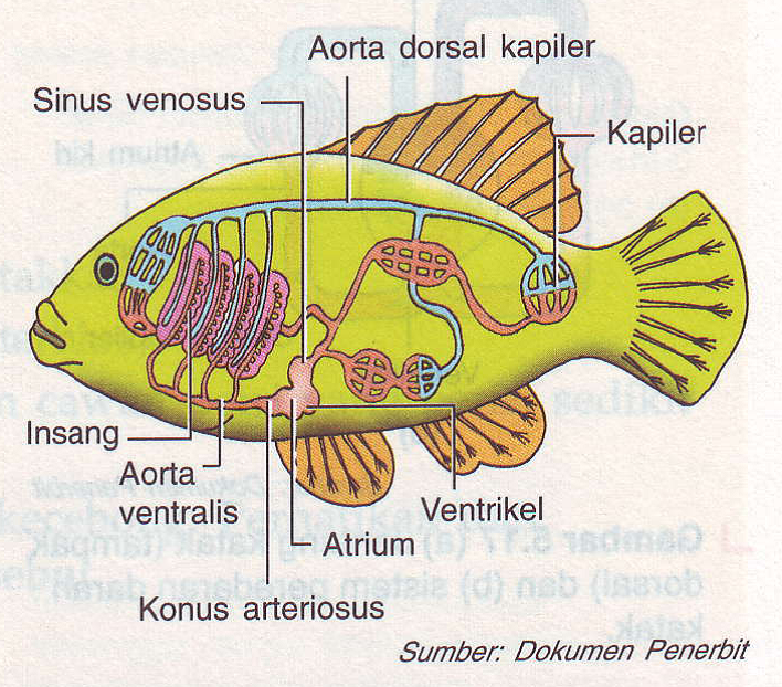 Pembuluh darah punggung atau dorsal pada ikan berfungsi untuk