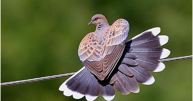 38++ Suara burung perkutut bangkok anakan terupdate
