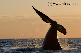 Avistaje de ballena la Península Valdés a un mes de la despedida