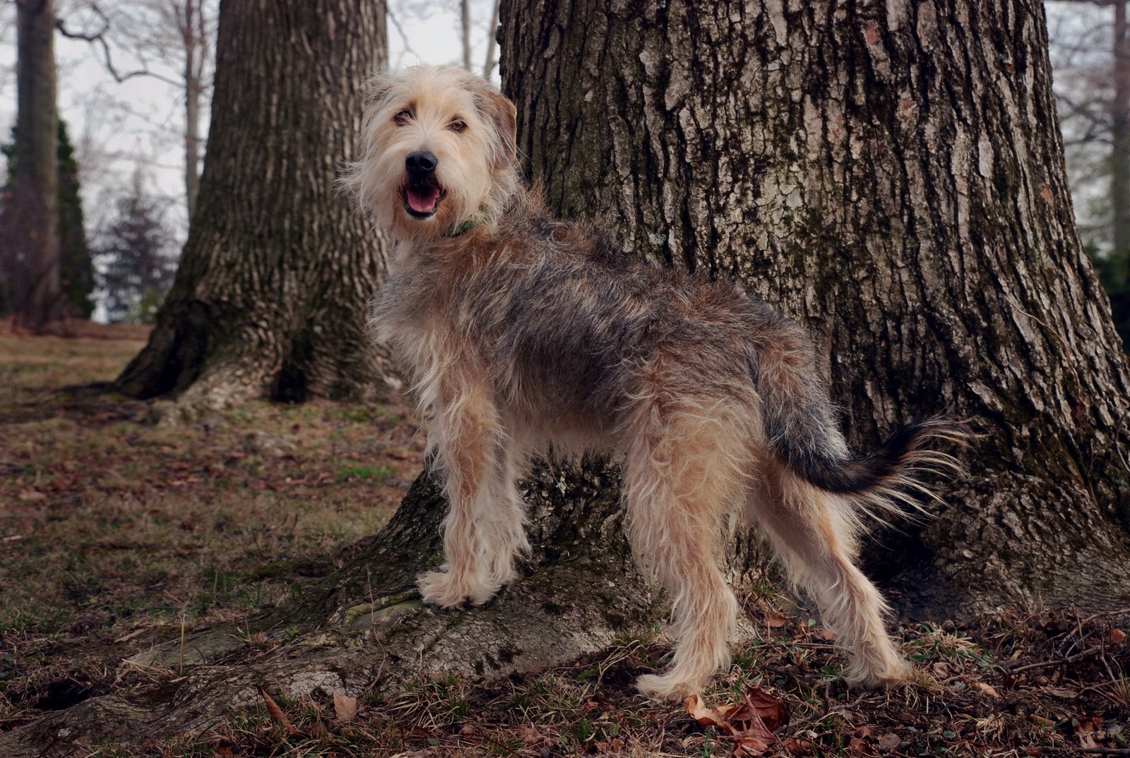 Rule Anthro Bomb Artist Canine Doberman Fur Furry - Spread ...
