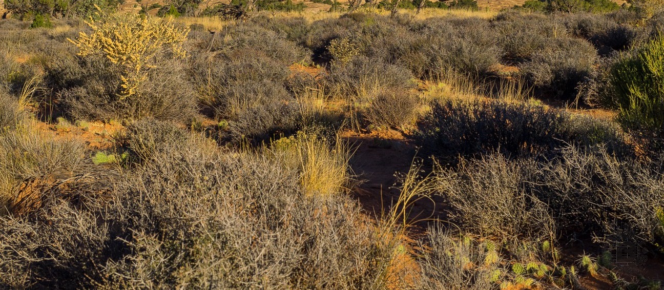 Adventures under the Dark Sun Dark Sun Terrain Scrub Plains