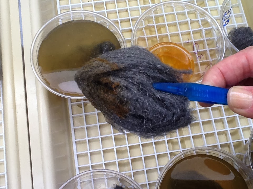 Mrs. Collinge Investigation Will Steel Wool Rust? What Conditions Will Cause the Most Rust?